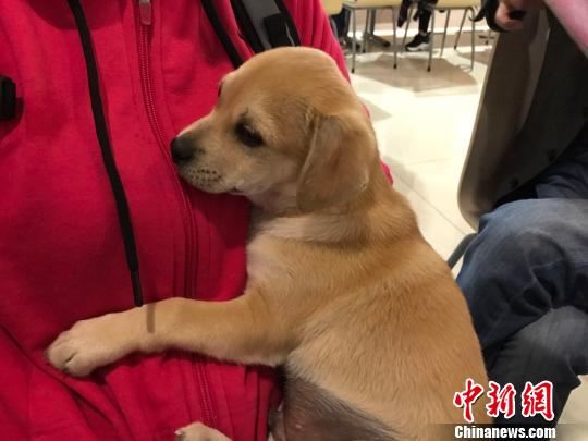22日,合肥领养日活动中,一只待领养的宠物狗。 刘鸿鹤 摄 22日,合肥领养日活动中,一只待领养的宠物狗。 刘鸿鹤 摄