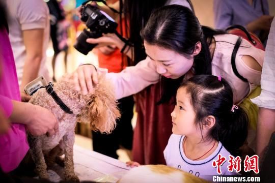 22日,合肥领养日活动上,市民正在挑选要领养的宠物。 成展鹏 摄 22日,合肥领养日活动上,市民正在挑选要领养的宠物。 成展鹏 摄