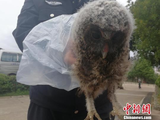 图为得到救助的灰林鸮幼鸟。 钟欣 摄 图为得到救助的灰林鸮幼鸟。 钟欣 摄