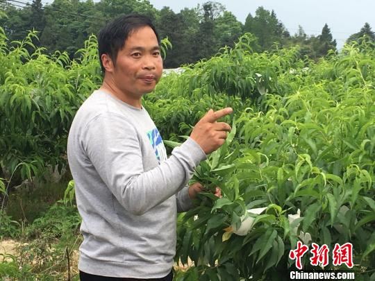 重庆火炉:金融扶贫让一颗桃子改变一个村子