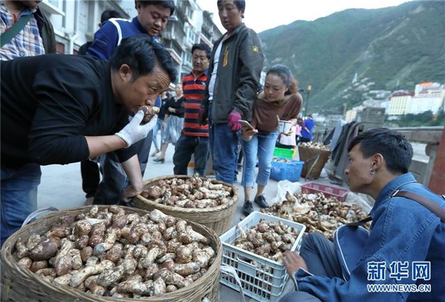 (经济)(6)又是松茸丰收季