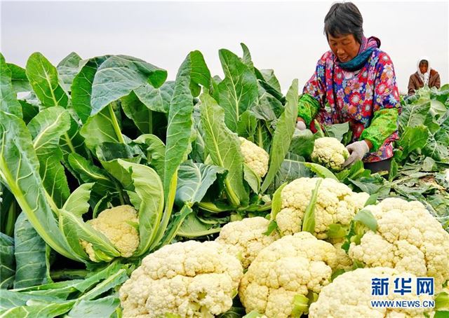 （经济）（1）巧念“果蔬经”助力乡村振兴