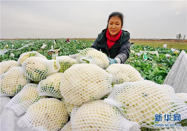 （经济）（2）巧念“果蔬经”助力乡村振兴