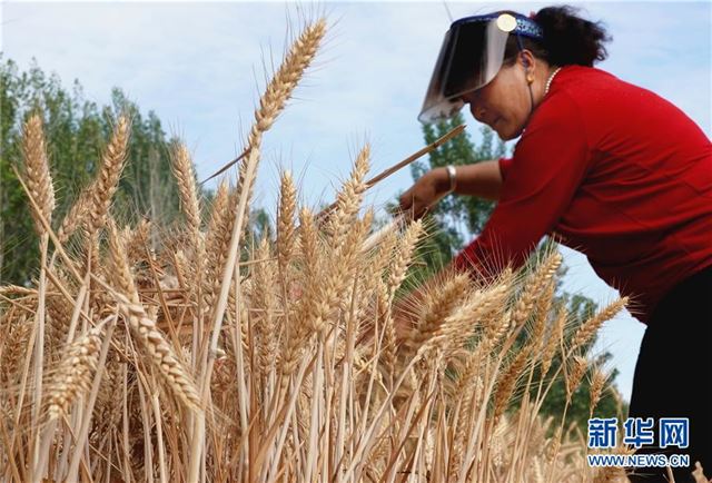 （经济）（3）“中原粮仓”迎来丰收季