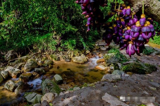 湖北武穴：李新桥到龙门花海同李宏伟畅谈旅游板块恢复元气！