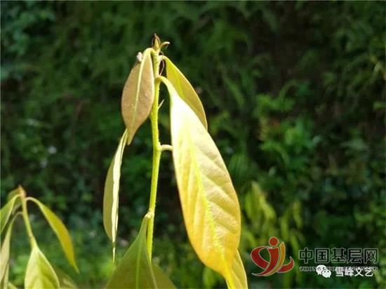 11322452476360881_92.jpg 11322452476360881_92.jpg