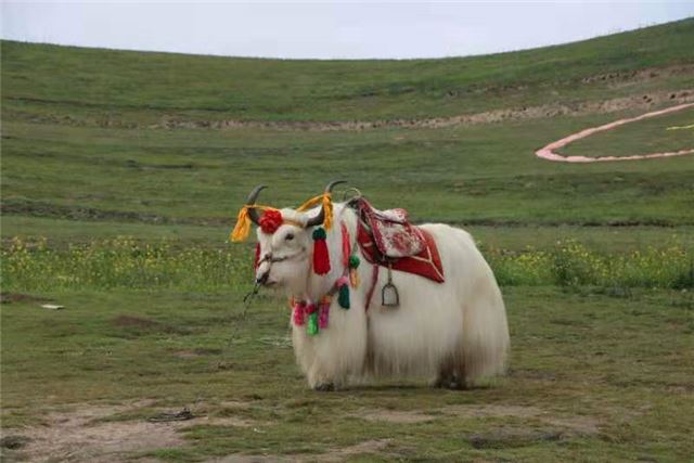 草地上站着羊

描述已自动生成