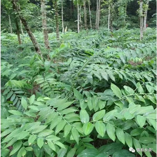 09485510777896976_75.jpg 09485510777896976_75.jpg